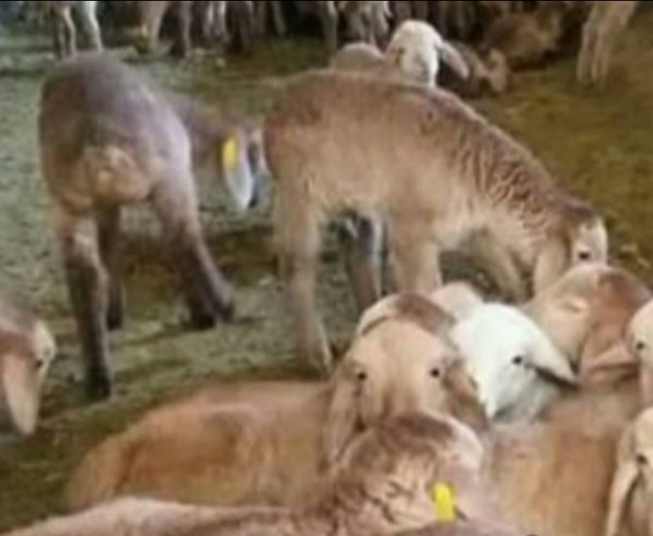 گوسفند زنده با باسکول در محل