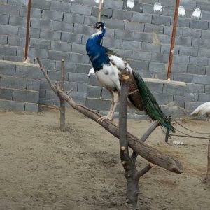 فروش طاووس ۳ ساله ابلغ