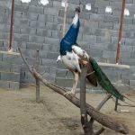 فروش طاووس 3 ساله ابلغ