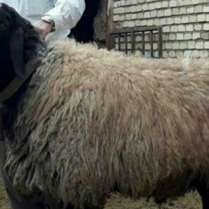 گوسفند زنده سراسر تهران ۲۴ ساعت