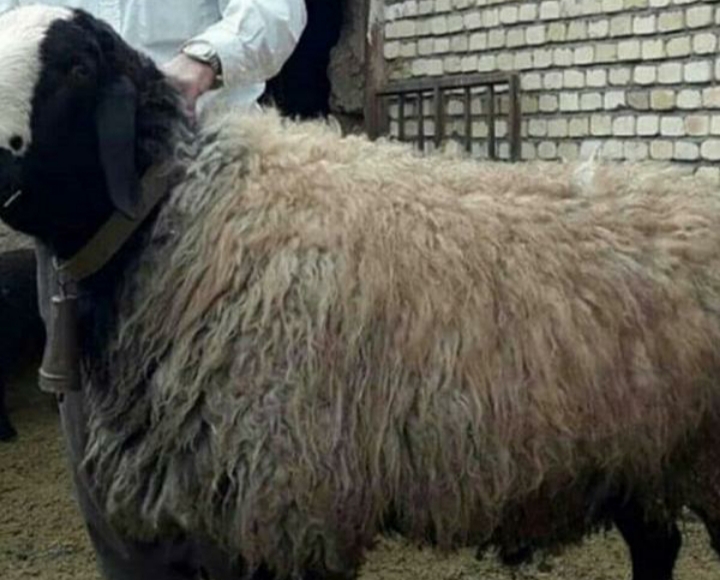 گوسفند زنده سراسر تهران 24 ساعت