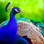 فروش طاووس