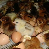 فروش انواع جوجه مرغی