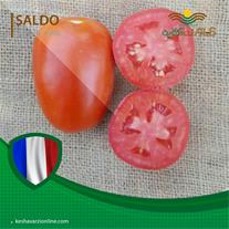 فروش بذر گوجه فرنگی سالدو
