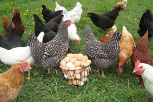 فروش نیمچه مرغ تخمگذار اصلاح شده